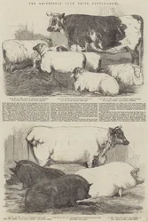 Die Smithfield Club Preisvieh-Schau